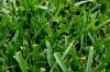 <img100*0:stuff/z/73640/green%2520grass.1/i1277860890_17.jpg>
