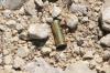 <img100*0:stuff/z/73640/gun%2520shells/i1275868523_1.jpg>