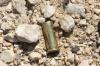 <img100*0:stuff/z/73640/gun%2520shells/i1275868523_3.jpg>