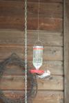 <img100*0:stuff/z/73640/hummingbirds/i1262496420_1.jpg>