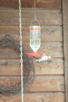<img100*0:stuff/z/73640/hummingbirds/i1262496420_2.jpg>