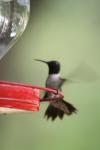 <img100*0:stuff/z/73640/hummingbirds/i1262496420_3.jpg>