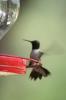Hummingbirds