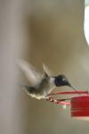 <img100*0:stuff/z/73640/hummingbirds/i1262496420_4.jpg>