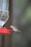 <img100*0:stuff/z/73640/hummingbirds/i1262496420_5.jpg>