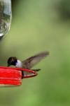 <img100*0:stuff/z/73640/hummingbirds/i1262496421_10.jpg>