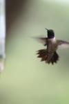 <img100*0:stuff/z/73640/hummingbirds/i1262496421_11.jpg>