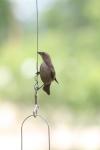 <img100*0:stuff/z/73640/hummingbirds/i1262496421_12.jpg>