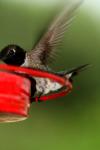 <img100*0:stuff/z/73640/hummingbirds/i1262496421_13.jpg>