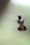 <img100*0:stuff/z/73640/hummingbirds/i1262496421_14.jpg>