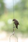 <img100*0:stuff/z/73640/hummingbirds/i1262496421_15.jpg>