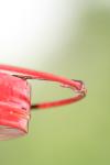 <img100*0:stuff/z/73640/hummingbirds/i1262496421_16.jpg>