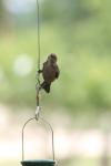 <img100*0:stuff/z/73640/hummingbirds/i1262496421_6.jpg>