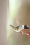 <img100*0:stuff/z/73640/hummingbirds/i1262496421_7.jpg>