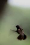 <img100*0:stuff/z/73640/hummingbirds/i1262496421_8.jpg>