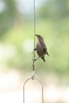 <img100*0:stuff/z/73640/hummingbirds/i1262496421_9.jpg>