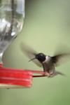 <img100*0:stuff/z/73640/hummingbirds/i1262496422_17.jpg>