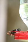 <img100*0:stuff/z/73640/hummingbirds/i1262496422_18.jpg>