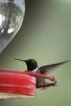 <img100*0:stuff/z/73640/hummingbirds/i1262496422_19.jpg>