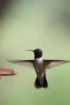 <img100*0:stuff/z/73640/hummingbirds/i1262496422_20.jpg>