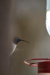 <img100*0:stuff/z/73640/hummingbirds/i1262496422_21.jpg>