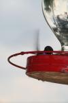 <img100*0:stuff/z/73640/hummingbirds/i1262496422_22.jpg>