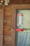 <img100*0:stuff/z/73640/hummingbirds/i1262497224_1.jpg>