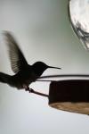<img100*0:stuff/z/73640/hummingbirds/i1262497224_3.jpg>