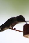 <img100*0:stuff/z/73640/hummingbirds/i1262497224_4.jpg>