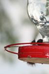 <img100*0:stuff/z/73640/hummingbirds/i1262497224_5.jpg>