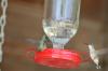 <img100*0:stuff/z/73640/hummingbirds/i1262497224_6.jpg>