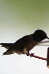 <img100*0:stuff/z/73640/hummingbirds/i1262497224_7.jpg>