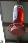 <img100*0:stuff/z/73640/hummingbirds/i1262497225_10.jpg>