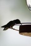 <img100*0:stuff/z/73640/hummingbirds/i1262497225_12.jpg>