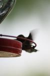<img100*0:stuff/z/73640/hummingbirds/i1262497225_14.jpg>