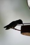 <img100*0:stuff/z/73640/hummingbirds/i1262497225_15.jpg>
