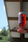 <img100*0:stuff/z/73640/hummingbirds/i1262497225_16.jpg>