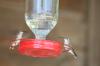 <img100*0:stuff/z/73640/hummingbirds/i1262497225_17.jpg>