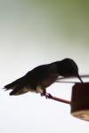 <img100*0:stuff/z/73640/hummingbirds/i1262497225_18.jpg>