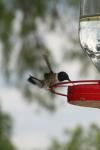 <img100*0:stuff/z/73640/hummingbirds/i1262497225_8.jpg>