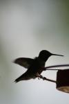 <img100*0:stuff/z/73640/hummingbirds/i1262497225_9.jpg>