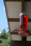 <img100*0:stuff/z/73640/hummingbirds/i1262497226_19.jpg>