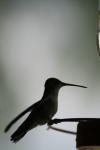<img100*0:stuff/z/73640/hummingbirds/i1262497226_20.jpg>