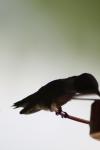<img100*0:stuff/z/73640/hummingbirds/i1262497226_21.jpg>