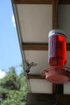 <img100*0:stuff/z/73640/hummingbirds/i1262497226_22.jpg>