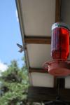 <img100*0:stuff/z/73640/hummingbirds/i1262498215_1.jpg>