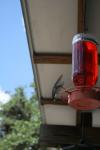 <img100*0:stuff/z/73640/hummingbirds/i1262498215_2.jpg>
