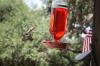 <img100*0:stuff/z/73640/hummingbirds/i1262498215_3.jpg>