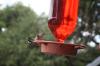 <img100*0:stuff/z/73640/hummingbirds/i1262498215_4.jpg>