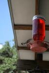 <img100*0:stuff/z/73640/hummingbirds/i1262498215_5.jpg>